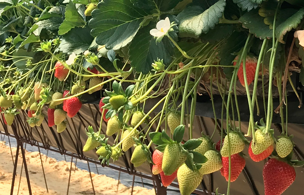 Variedades nuevas de fresas