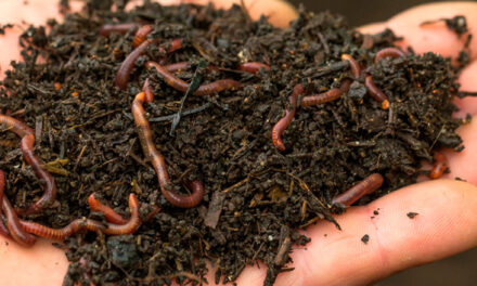 El vermicompost