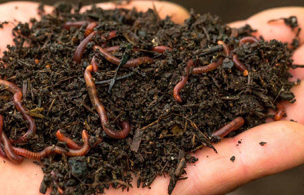 El vermicompost