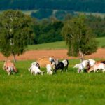 ¿Qué es la agroforestería?