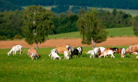 ¿Qué es la agroforestería?