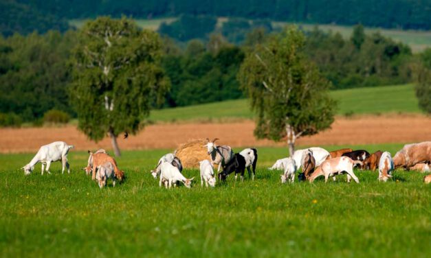 ¿Qué es la agroforestería?