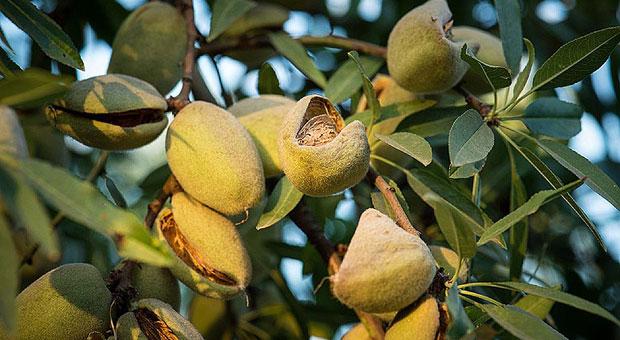 Xylella fastidiosa