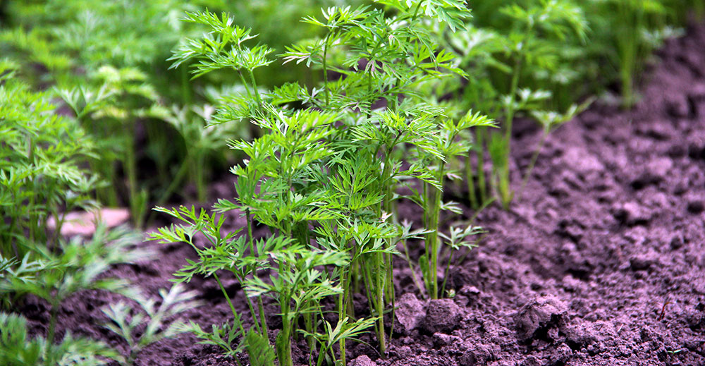 Zanahorias germinando